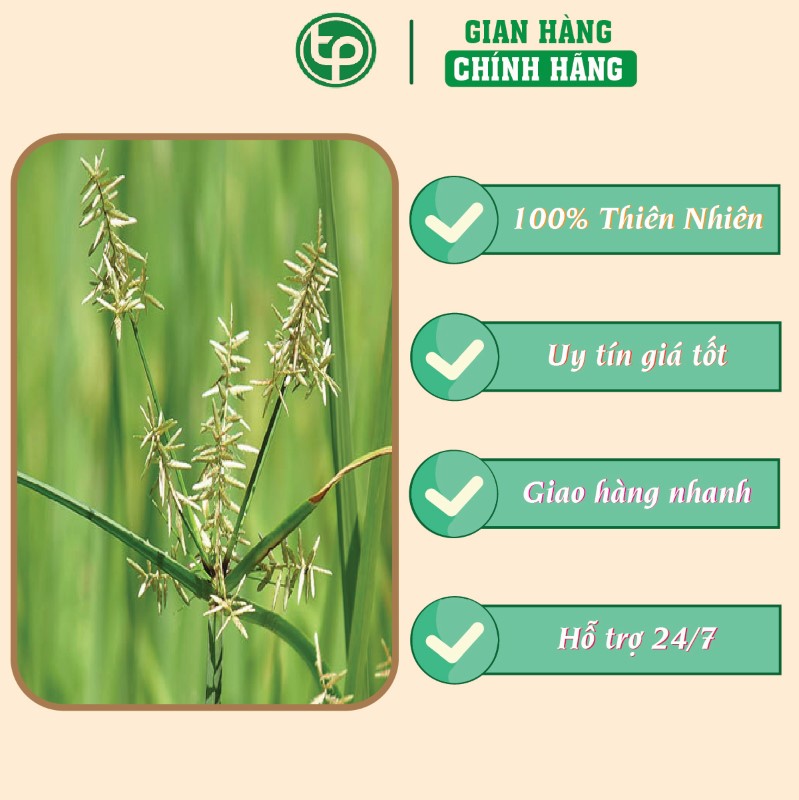 Cỏ cú chữa sỏi thận