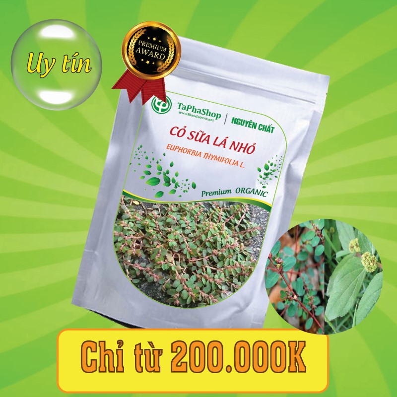 Công dụng nổi bật của cỏ sữa lá nhỏ trong hỗ trợ điều trị viêm gan