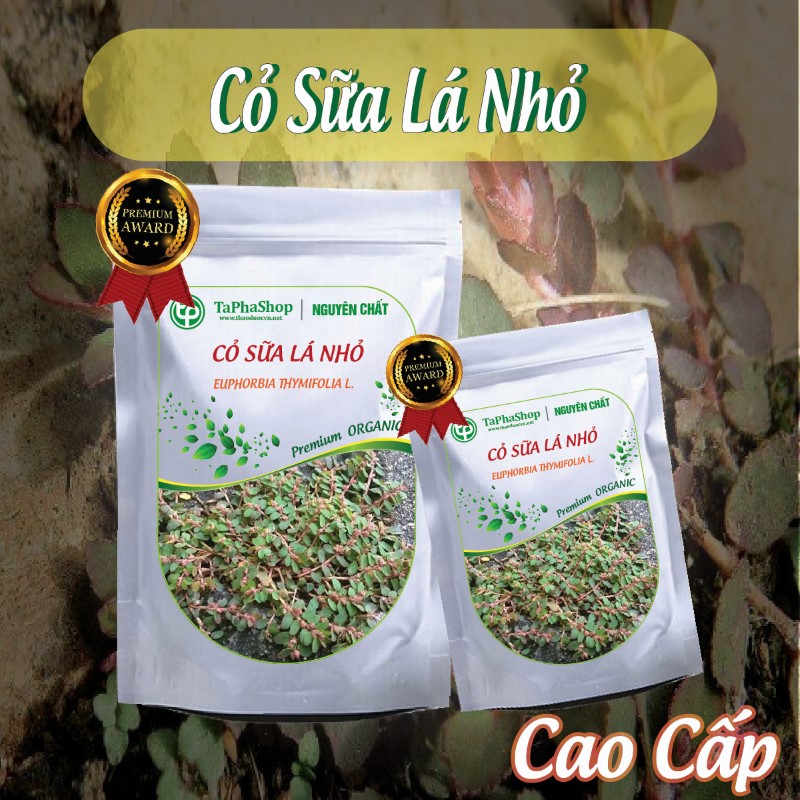 Cách sử dụng cỏ sữa lá nhỏ hỗ trợ điều trị viêm gan tại nhà