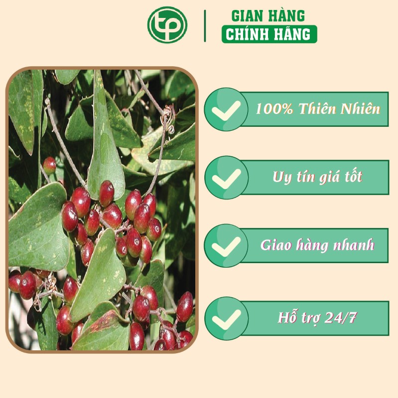 Củ khúc khắc hỗ trợ điều trị đau lưng