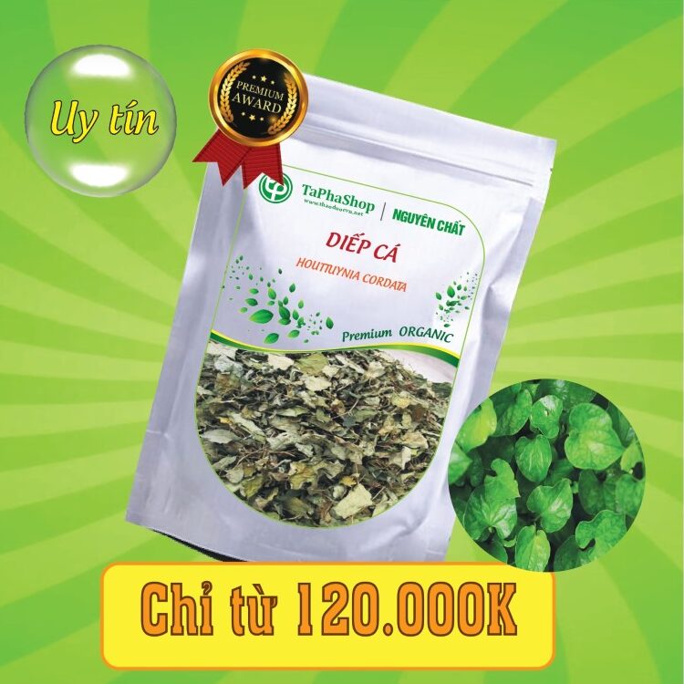 Công dụng nổi bật của diếp cá trong hỗ trợ điều trị bệnh trĩ