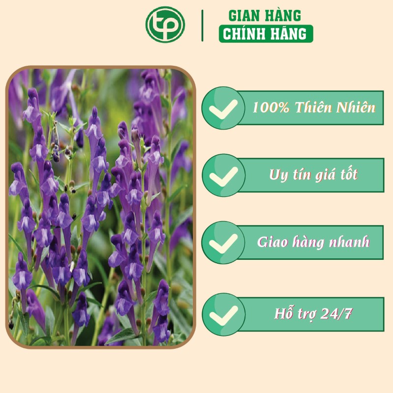 Hoàng cầm trong việc điều trị viêm phổi