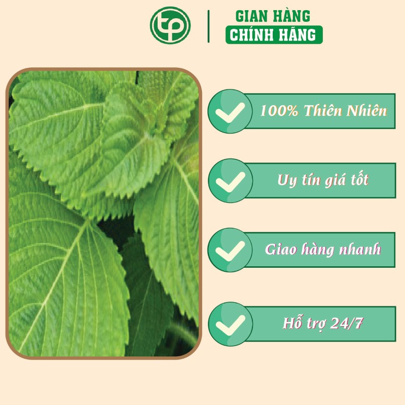 Kinh giới hỗ trợ điều trị bệnh đau đầu