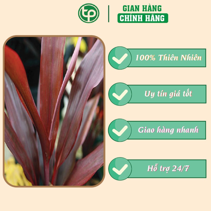 Lá huyết dụ trong hỗ trợ điều trị xuất huyết dưới da