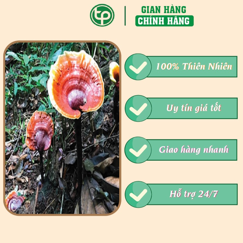 Công dụng của nấm lim xanh trồng dành cho người bị gan nhiễm mỡ