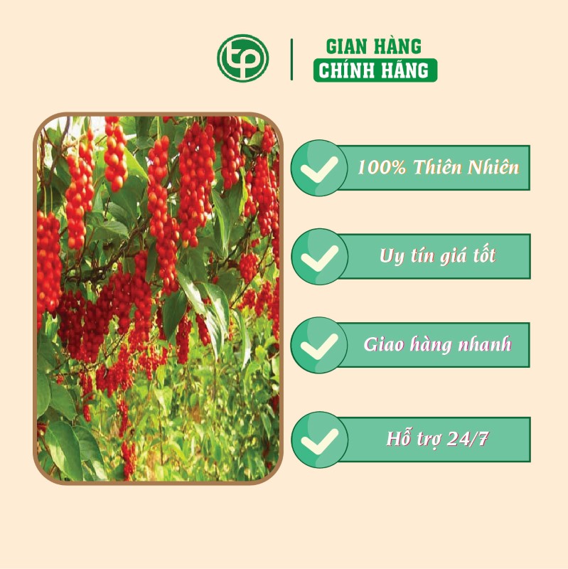 Ngũ vị tử trong việc điều trị suy nhược cơ thể