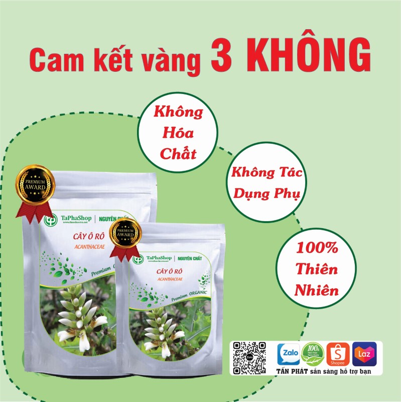 Cây ô rô hỗ trợ điều trị men gan cao