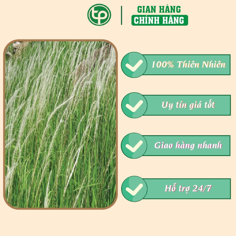 Rễ cỏ tranh trong hỗ trợ điều trị tiểu buốt