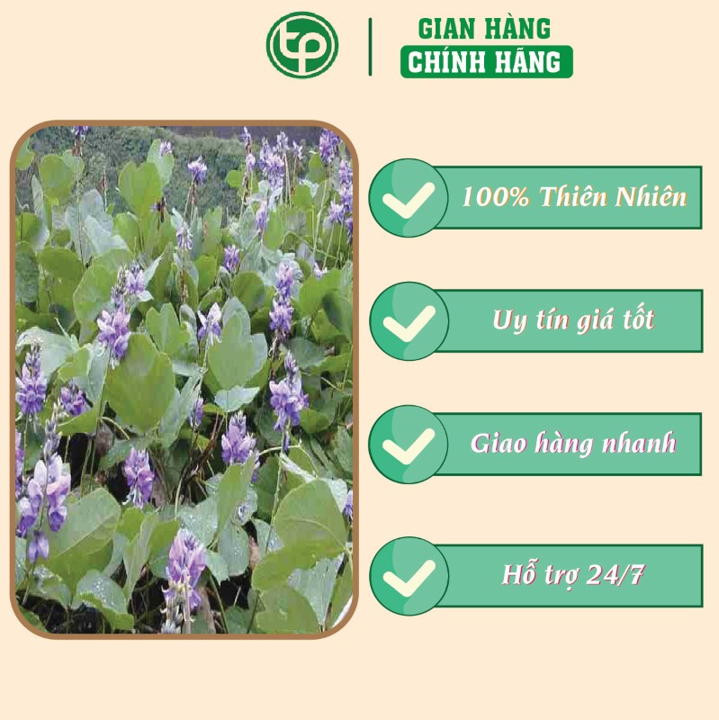 Sâm tố nữ hỗ trợ cải thiện sinh lý nữ