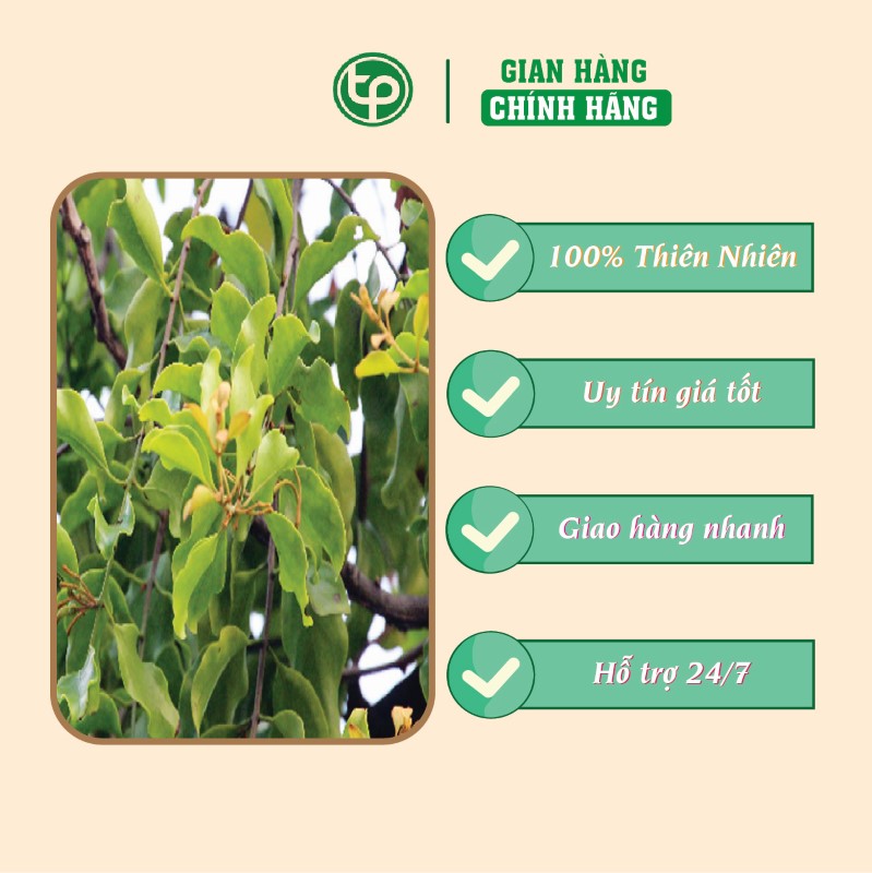 Tầm gửi gạo tía hỗ trợ điều trị tiểu đường Tấn Phát