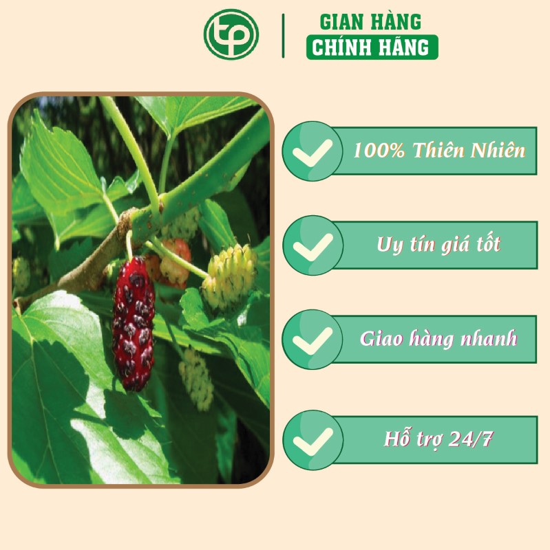 Tang diệp chữa vàng da