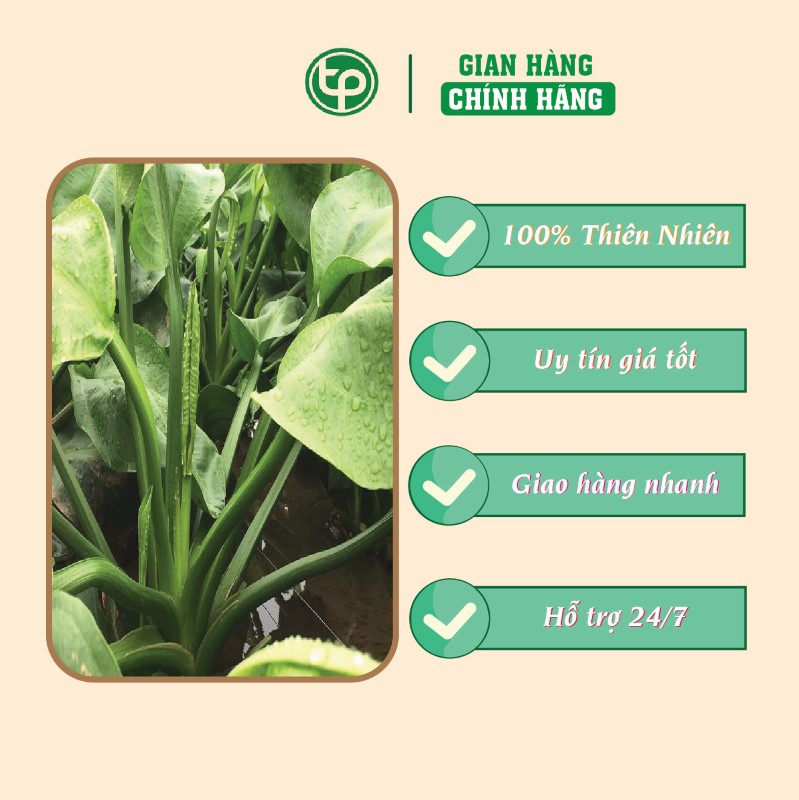 Trạch tả hỗ trợ điều trị viêm đường tiết niệu