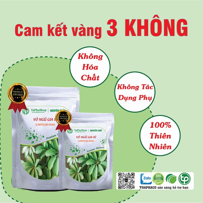Vỏ ngũ gia bì hỗ trợ điều trị suy nhược cơ thể