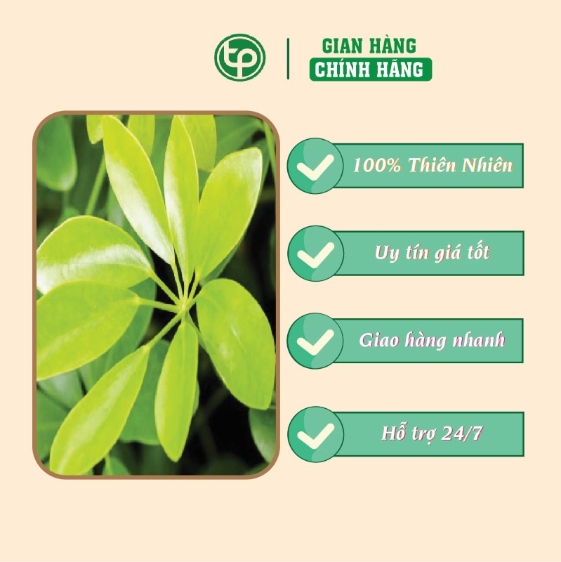 Vỏ ngũ gia bì Tấn Phát