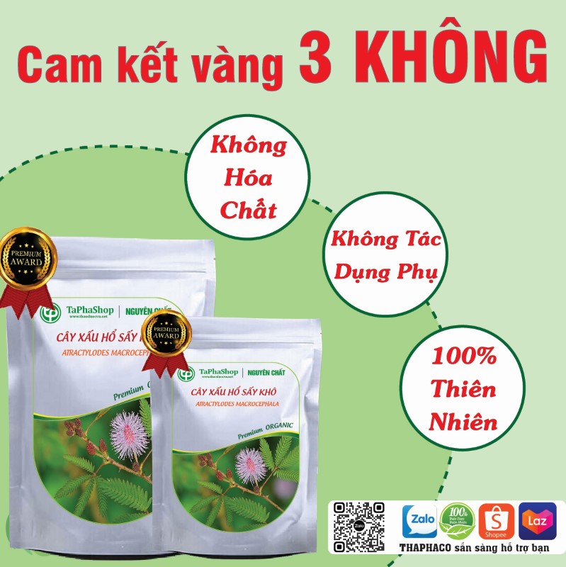Cây xấu hổ hỗ trợ điều trị suy nhược thần kinh
