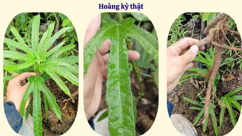 Nhận biết hoàng kỳ thật