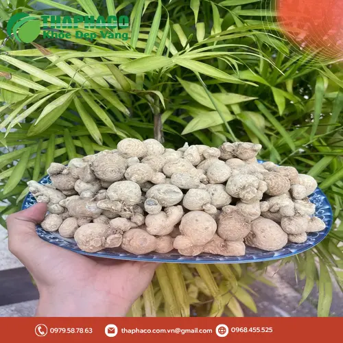 Chuyên gia Tấn Phát kiểm tra chất lượng củ tam thất nam trước khi phân phối