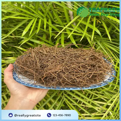 Dây tơ hồng tươi thu hoạch