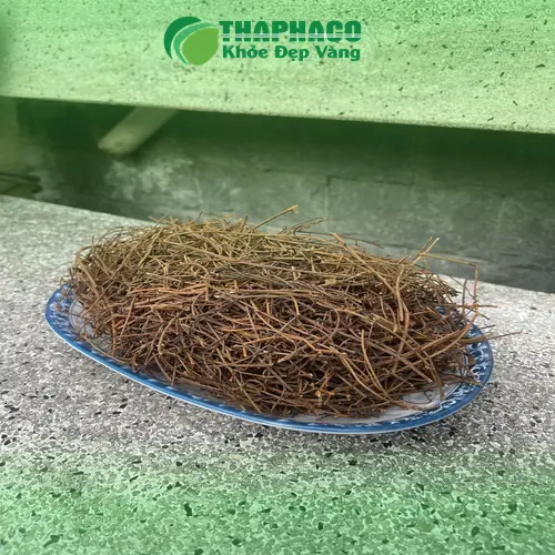 Hình ảnh dây tơ hồng tươi trên cây chủ