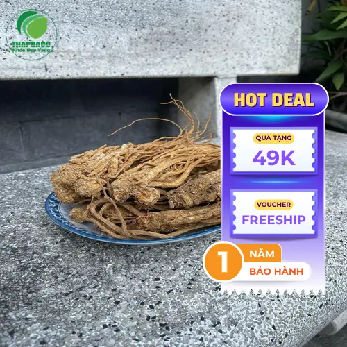 Hình ảnh cây Đương Quy và rễ củ