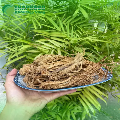 Hình ảnh củ Đương Quy chất lượng cao