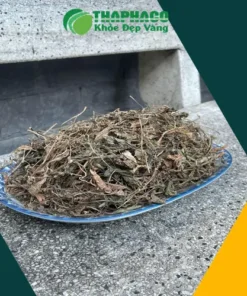 Chỗ Bán Sỉ Cây Mã Đề Khô Tại TP.HCM: Chất Lượng & Giá Tốt