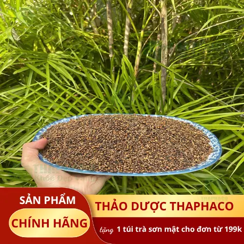 Giá nụ vối sấy khô sỉ cạnh tranh từ Thảo Dược Tấn Phát