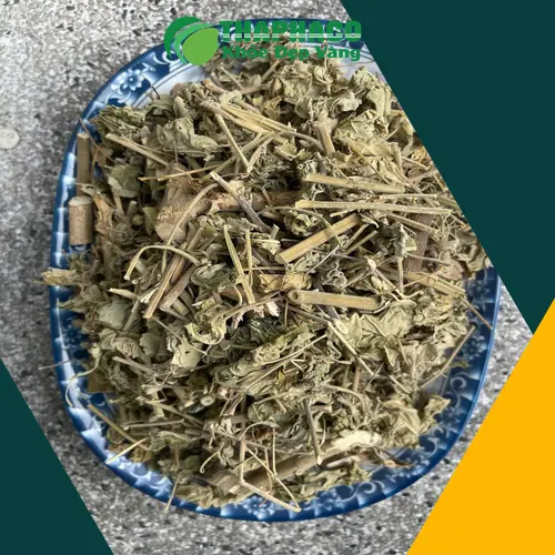 Dược sĩ tư vấn về cây cối xay cho bệnh nhân sỏi thận tại Thảo Dược Tấn Phát HCM
