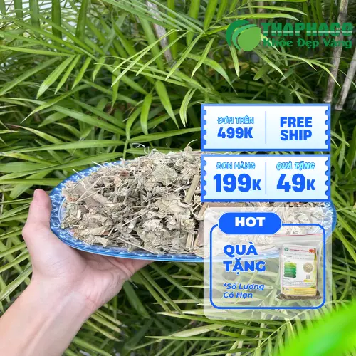 Ưu đãi cây cối xay sấy khô tại Thảo Dược Tấn Phát HCM