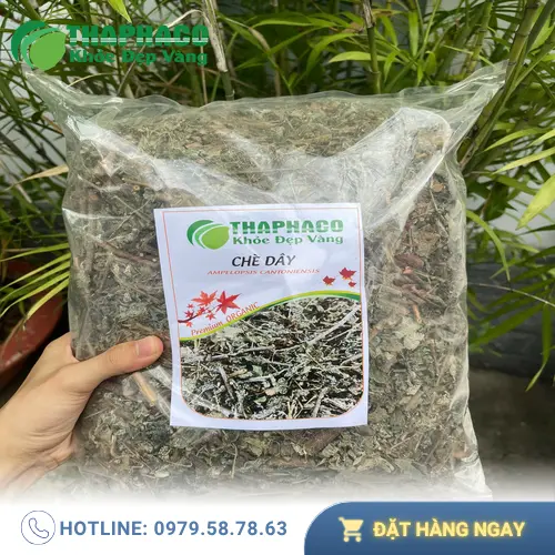 Giải đáp các câu hỏi thường gặp về chè dây khô