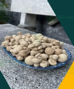Địa chỉ bán sỉ củ tam thất nam tận gốc tại TP.HCM – THAPHACO