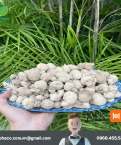 Bao nhiêu tiền 1kg củ tam thất nam tại TP.HCM?