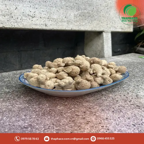 Quy trình đóng gói củ tam thất nam chuyên nghiệp của THAPHACO