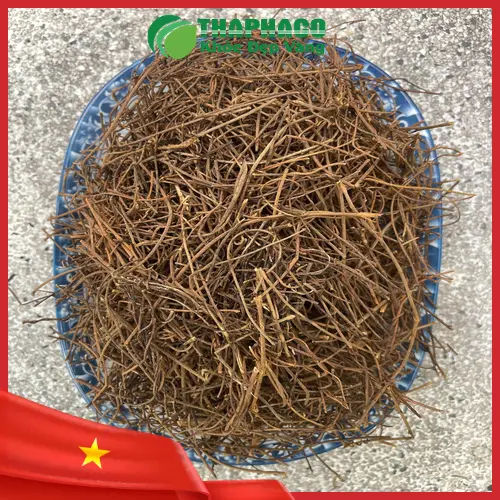 Dây tơ hồng tươi chưa qua sơ chế tại vườn