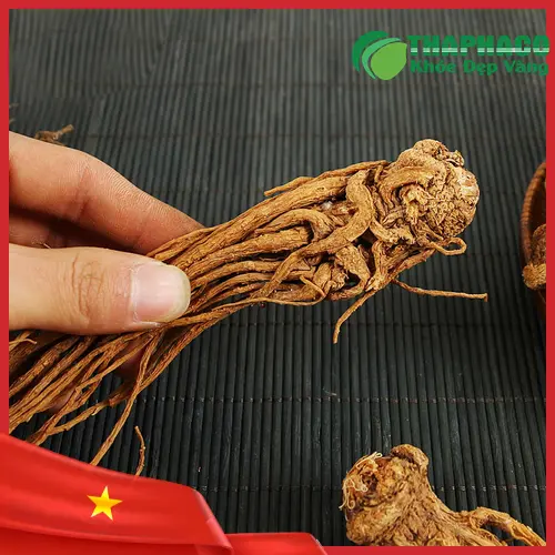 Hình ảnh cây đương quy phơi khô