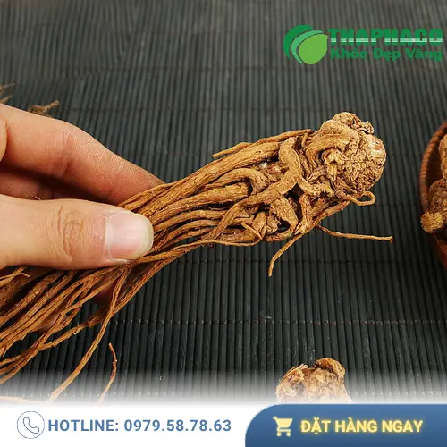 Sản phẩm Đương Quy chất lượng tại Thảo Dược Tấn Phát HCM