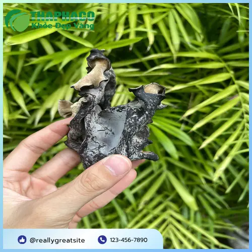 Sơ chế mộc nhĩ khô đúng cách