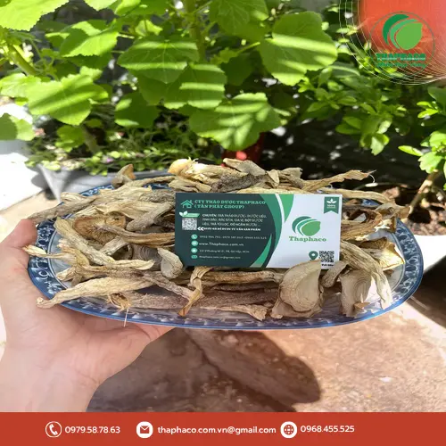 Nấm lộc nhung khô bị côn trùng xâm hại