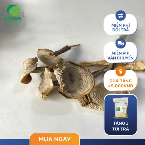 THAPHACO cung cấp Nấm Lộc Nhung Khô chất lượng cao
