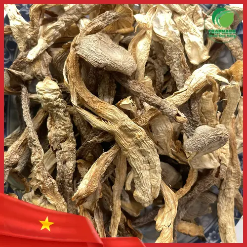Địa chỉ mua Nấm Lộc Nhung tại THAPHACO TP.HCM