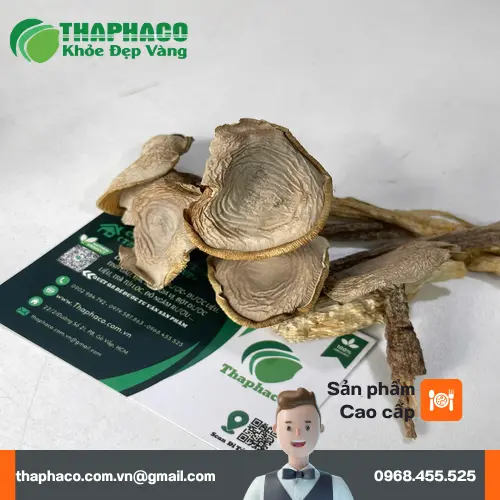 Giải đáp thắc mắc về Nấm Lộc Nhung