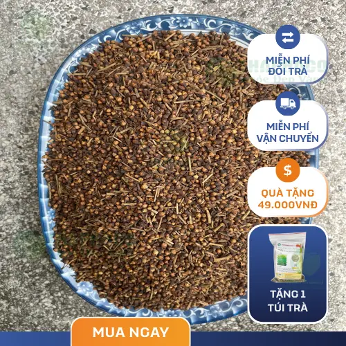 Nụ vối sấy khô Thảo Dược Tấn Phát chất lượng cao