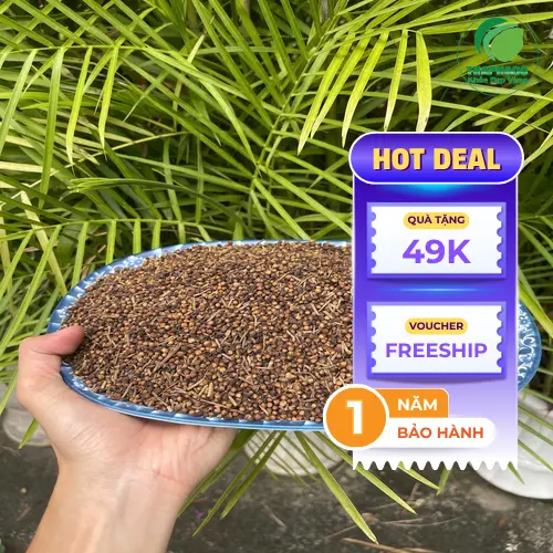 Quy trình sấy khô nụ vối chuyên nghiệp tại Tấn Phát