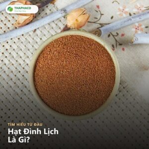 hạt đình lịch là gì - hạt đình lịch THAPHACO