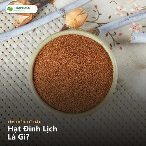 Hạt đình lịch là gì