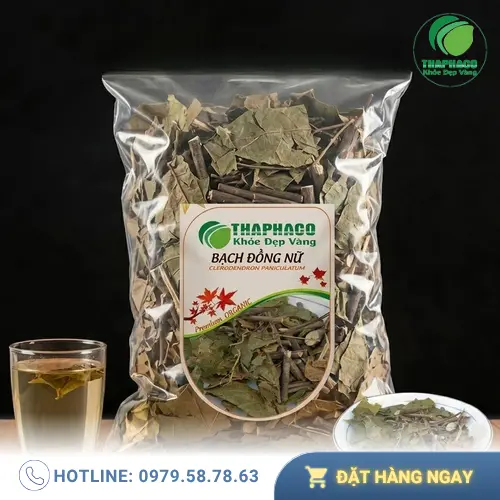 Cây Bạch Đồng Nữ trong tự nhiên