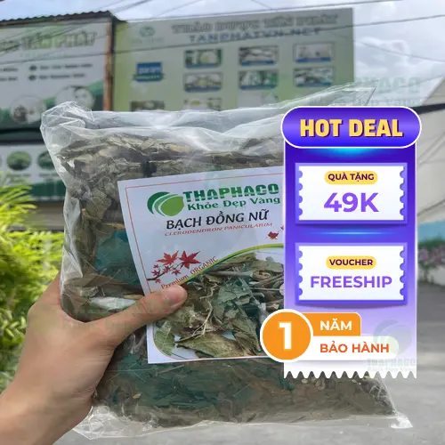 Cây Bạch Đồng Nữ hỗ trợ sức khỏe phụ nữ