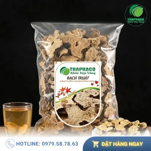 Cây Bạch Truật trong tự nhiên
