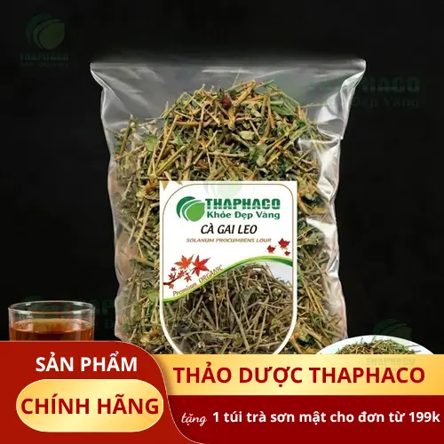 Cà gai leo tươi
