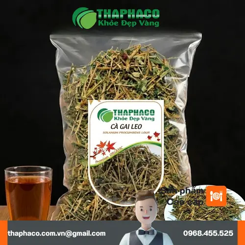 Cây Cà Gai Leo mọc hoang với gai và lá đặc trưng